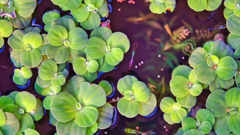 aquascape floating epiphyte plants planted aquarium aquascape — featured image for aquascape with floating and epiphyte plants