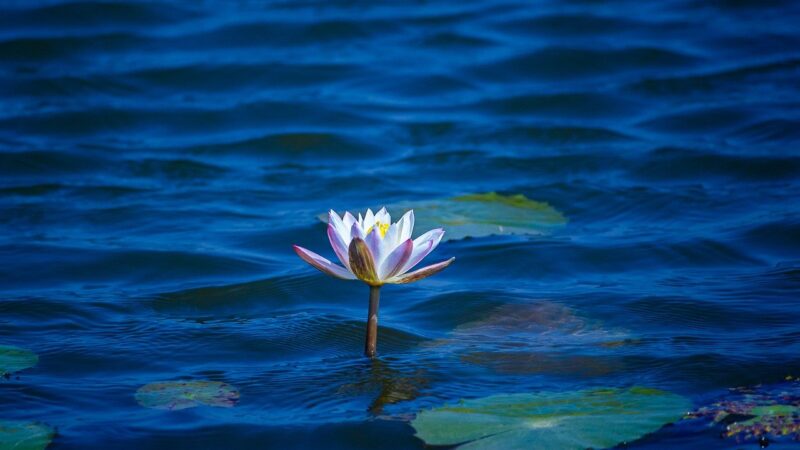 Aquascaping With Floating Plants Only