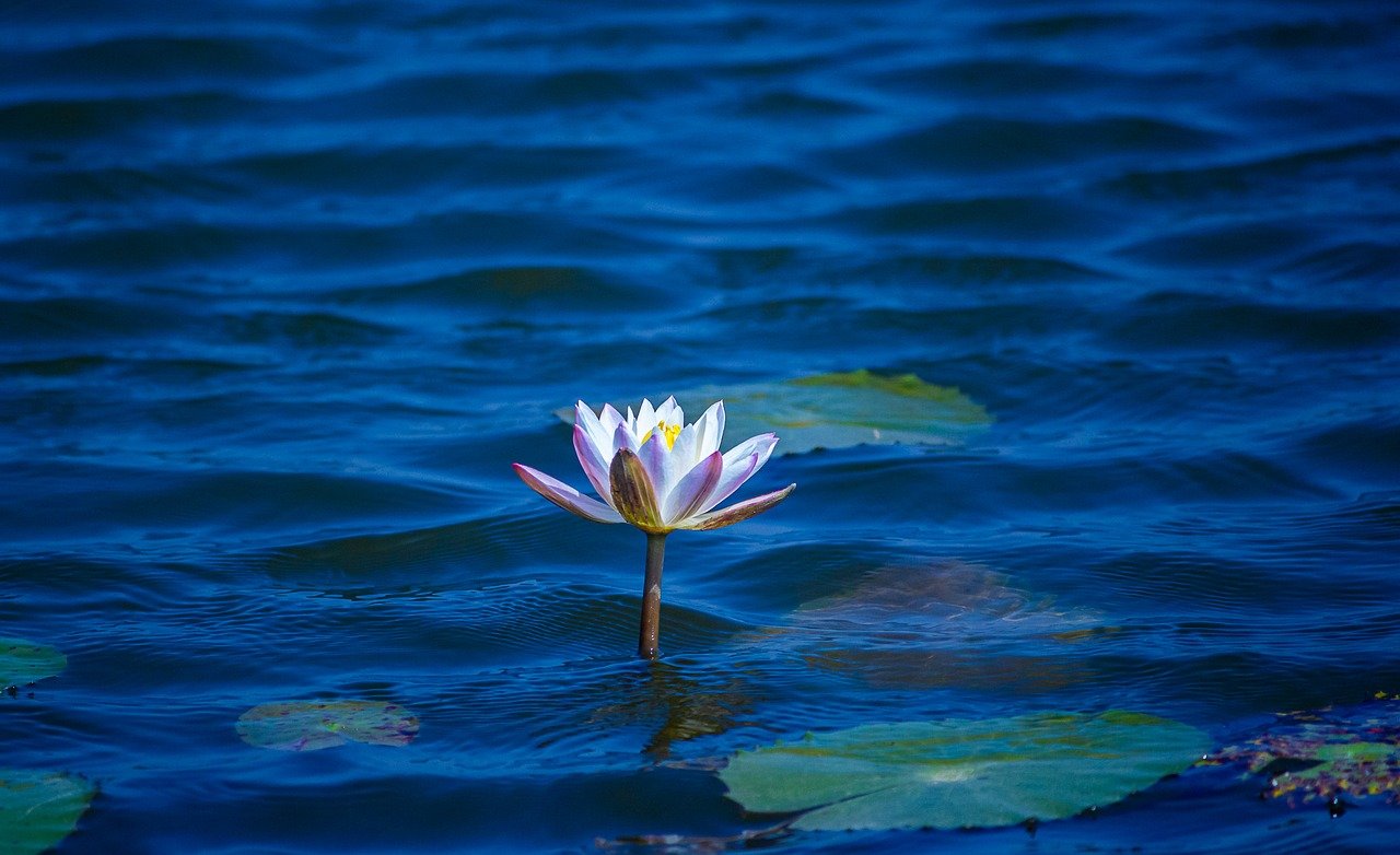 Aquascaping With Floating Plants Only