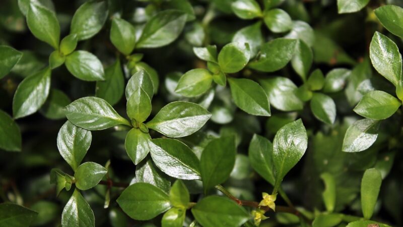 Aquascaping With Hygrophila Pinnatifida Only