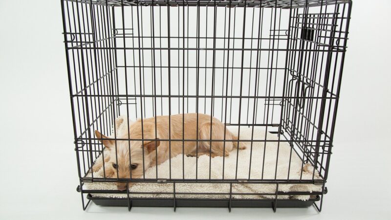 dog, cage, pet, animal, only