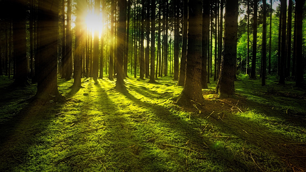 trees, moss, forest, sunlight, sunrays, sunbeams, woods, woodlands, glade, undergrowth, nature, sun, rays, greenery, lush, ve