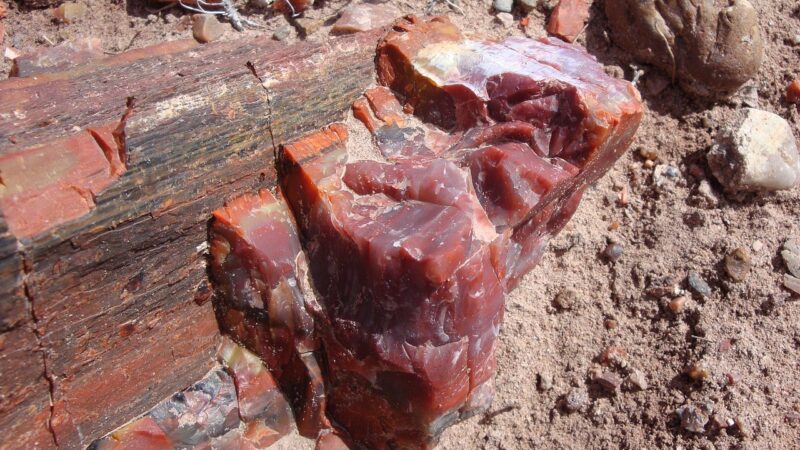 petrified forest national park, petrified, fossils, national park, america, nature, landscape, usa, arizona, araucarioxylon a