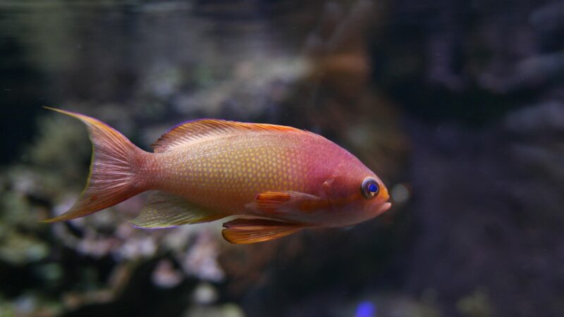 goldfish, nature, fish, aquarium, marine, species