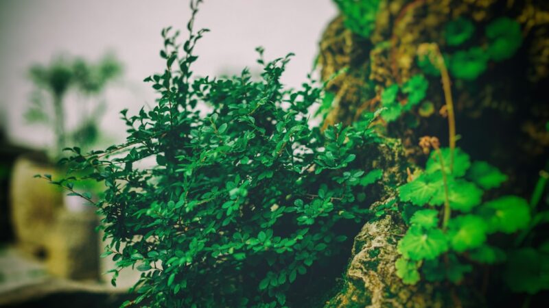 10 Aquascaping Mistakes Every Beginner Makes