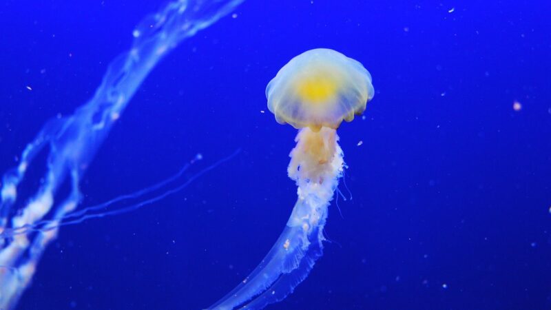 jellyfish, animal, underwater, sea jelly, cnidaria, sea life, ocean life, marine life, sea, ocean, nature, jellyfish, jellyfi