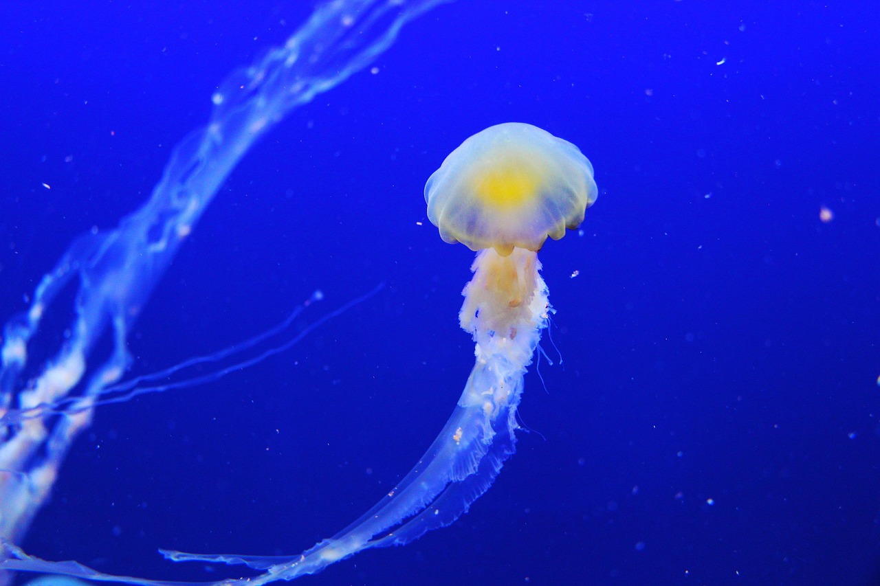 jellyfish, animal, underwater, sea jelly, cnidaria, sea life, ocean life, marine life, sea, ocean, nature, jellyfish, jellyfi