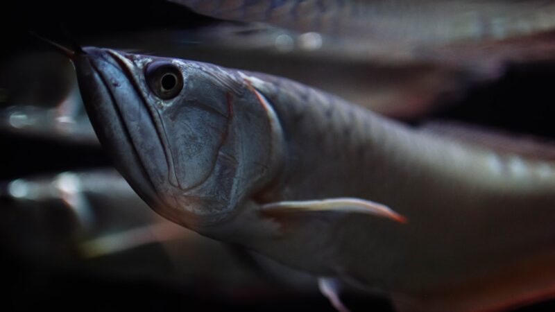 Arowana Care Guide for Singapore: The Dragon Fish