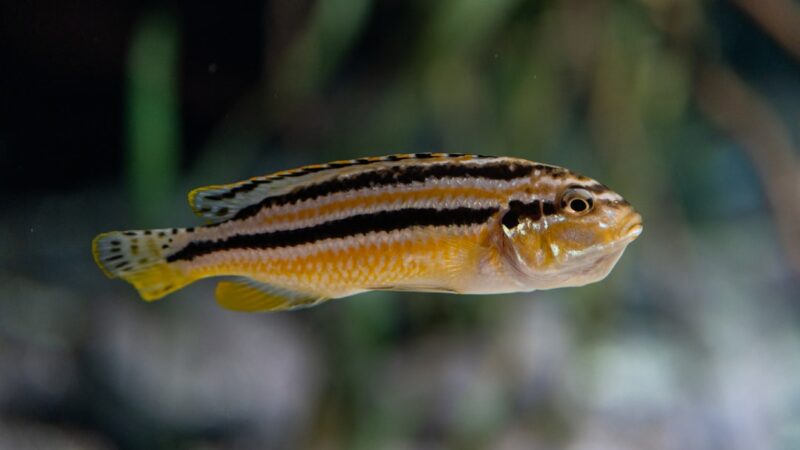 Asian Glass Perch Parambassis Ranga Care Guide