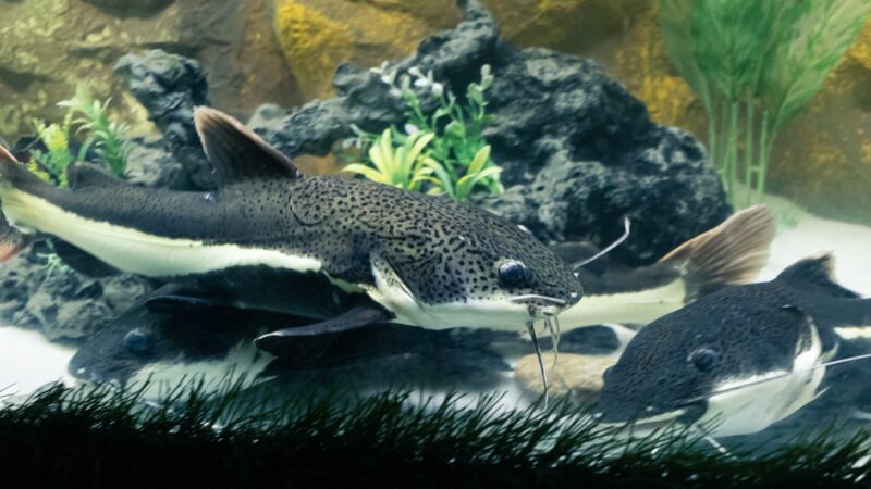 Asian Stone Catfish Care Guide: Masters of Camouflage