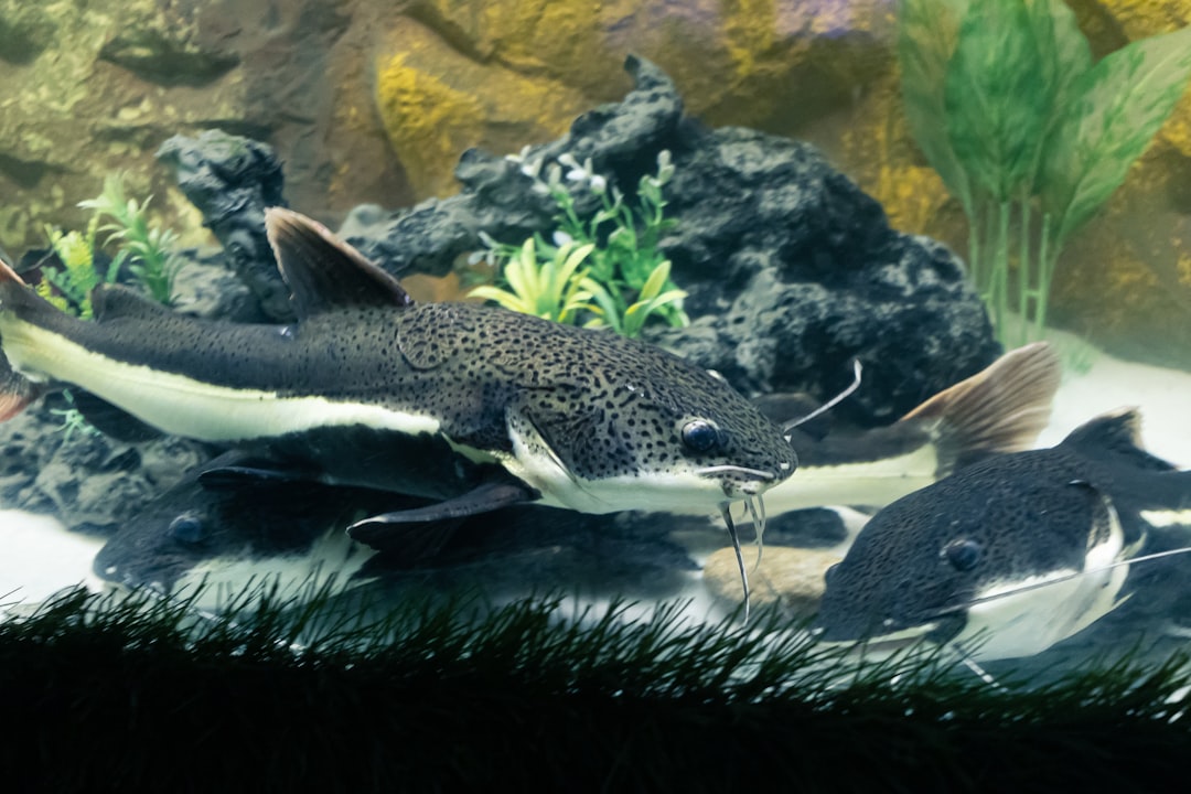 Asian Stone Catfish Care Guide: Masters of Camouflage