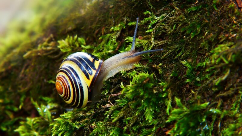 Assassin Snail Care Guide: The Pest Snail Predator