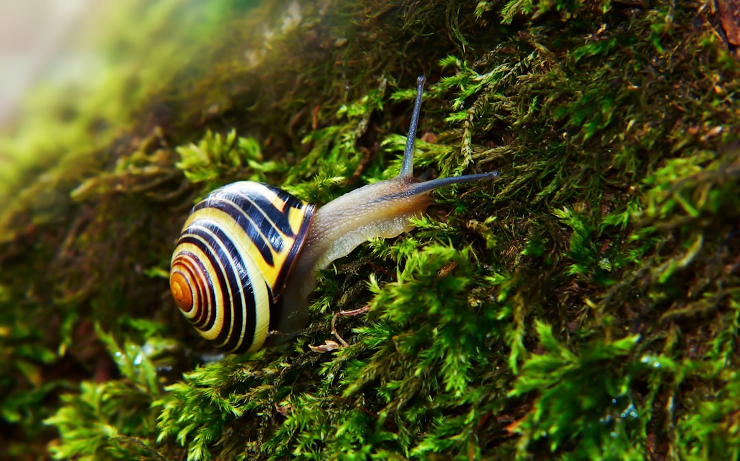 Assassin Snail Care Guide: The Pest Snail Predator