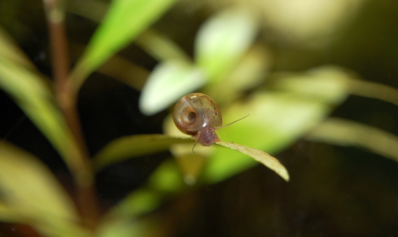 posthorn snail, aquarium, underwater, snail, animal, nature, aquatic life, casing, underwater world, freshwater