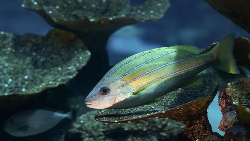 fish, sea, aquarium, nature, tank, marine animal