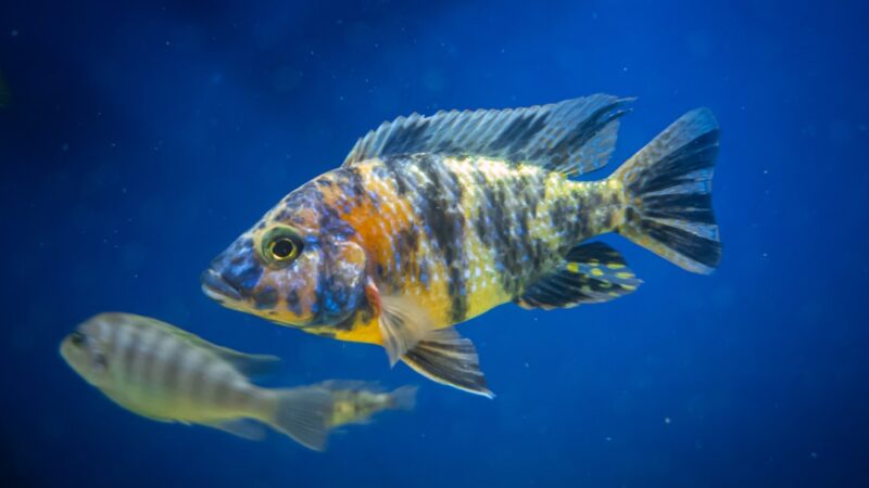 Aulonocara Jacobfreibergi Care Guide: The Eureka Red Peacock