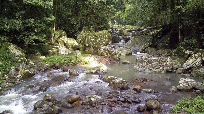 australian rainforest creek biotope planted aquarium aquascape — featured image for australian rainforest creek biotope aquascape