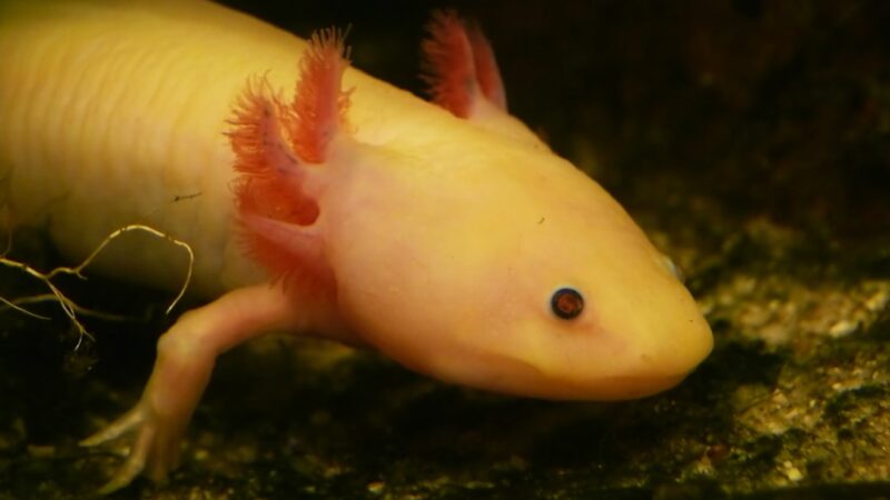 Axolotl Care Guide for Singapore: The Smiling Salamander