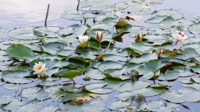 Azolla Floating Pond Fern Care Guide: Mosquito Cover