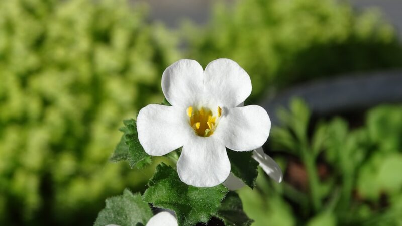 Bacopa Monnieri Care Guide