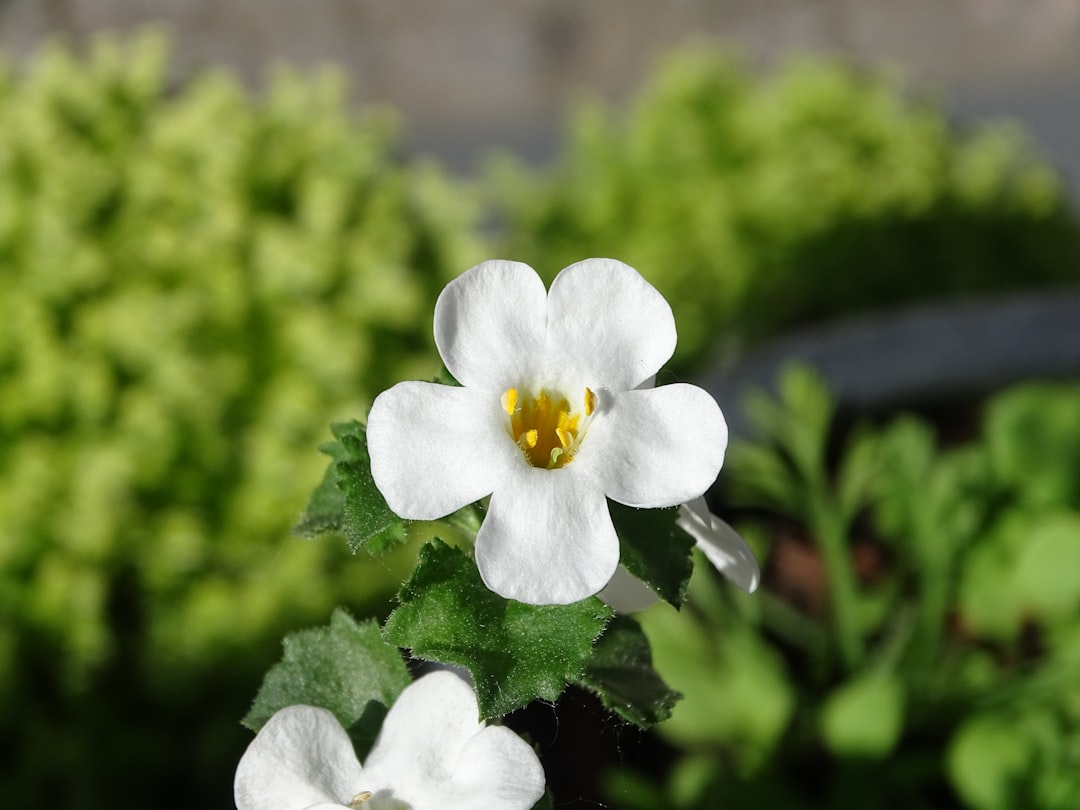 Bacopa Monnieri Care Guide