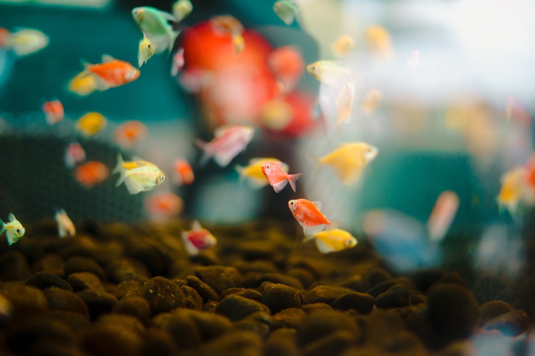 Balling Method Explained: Three-Part Reef Dosing for Stable Chemistry