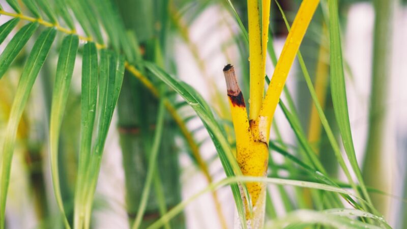 Bamboo Shrimp Care Guide: The Fascinating Filter Feeder