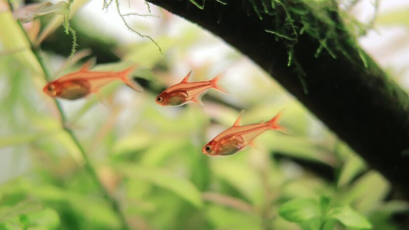 Banggai Cardinalfish Breeding Guide: Mouthbrooding Tank