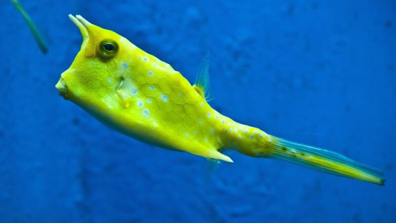 bba hydrogen peroxide spot aquarium fish — featured image for bba hydrogen peroxide spot treatment