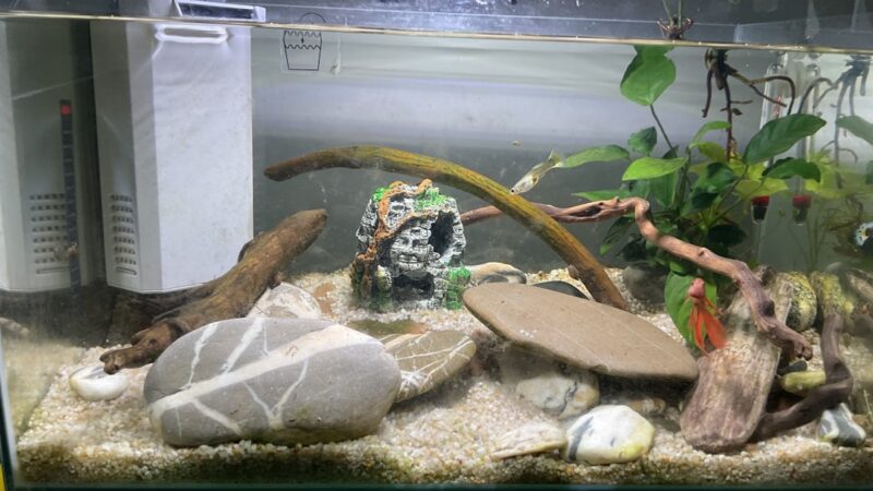 Best 20 Gallon Aquarium Setup for Beginners