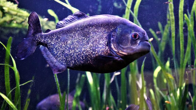 Best Algae Scrapers for Aquariums: Long Handle Options