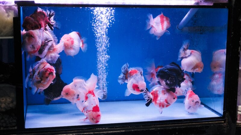Several goldfish swim in a blue aquarium with bubbles.