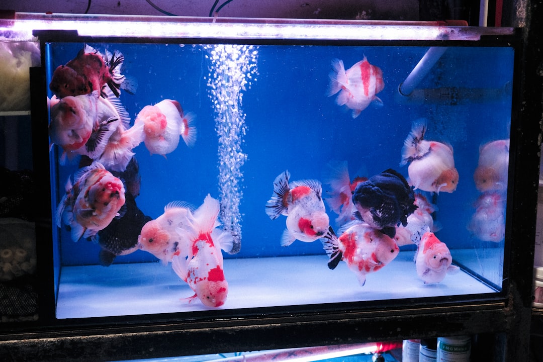 Several goldfish swim in a blue aquarium with bubbles.