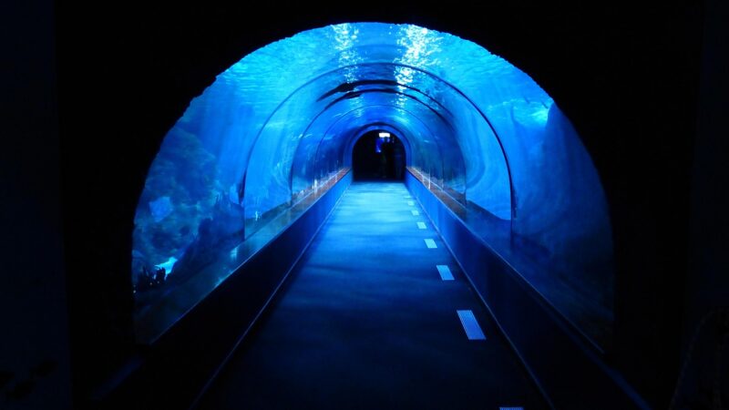 aquarium airline tubing comparison — featured image for best aquarium airline tubing comparison
