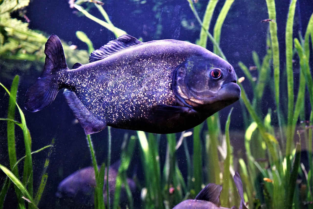 Best Automatic Fish Feeders for Aquariums