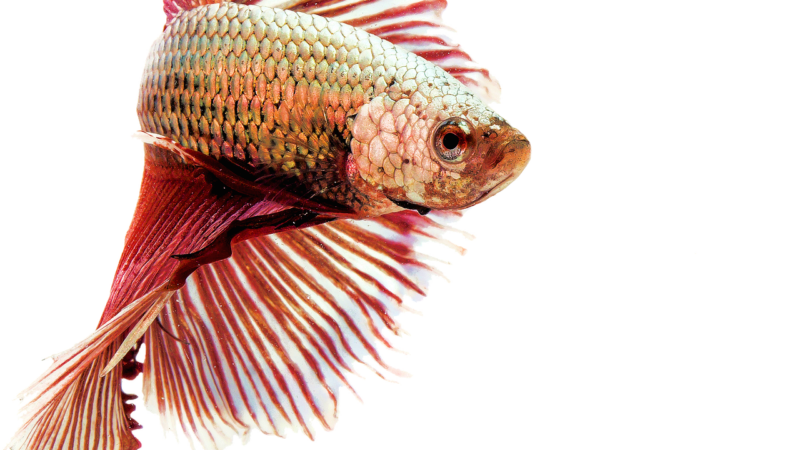 isolated, fighting fish, nature, red, freshwater, animals, aquarium
