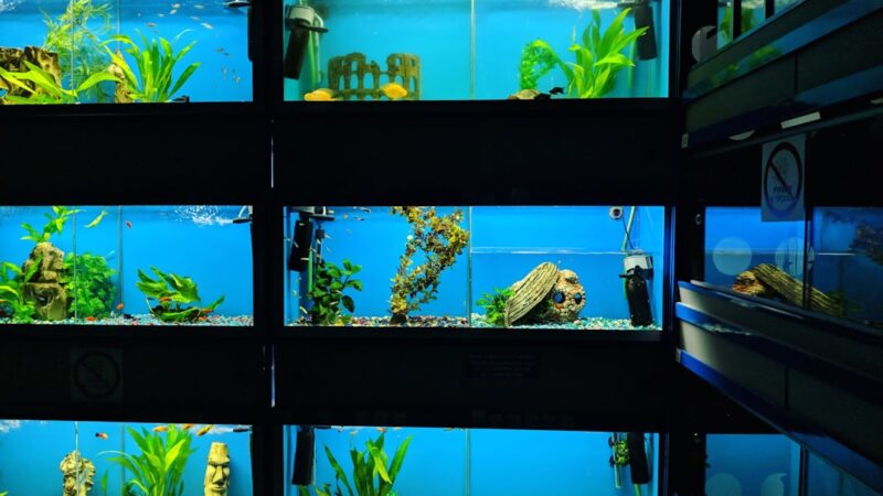 Best Catappa Leaves for Aquariums