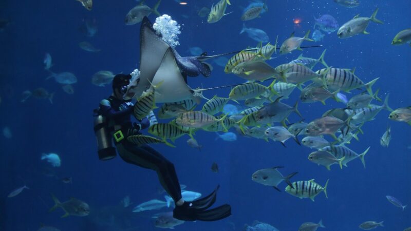 stingray, scuba, aquarium, waterworld, sea, fish, creature, nature, aqua, underwater, water, flow, diver, scuba, aquarium, fi