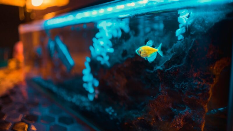 yellow fish in aquarium