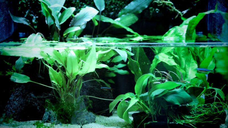 Best CO2 Drop Checkers for Planted Aquariums: Accuracy Guide