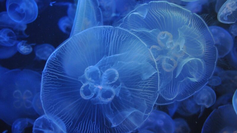 jellyfish, aquarium, blue, jellyfish, jellyfish, jellyfish, jellyfish, jellyfish, aquarium