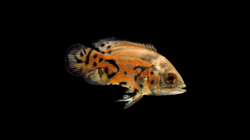 fish, pets, nature, aquatic, sea