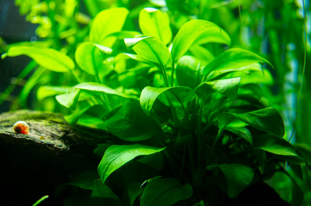 Best Dosing Pumps for Aquarium Fertiliser Automation