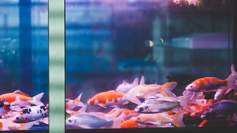 How to Count Fish in Your Aquarium Accurately