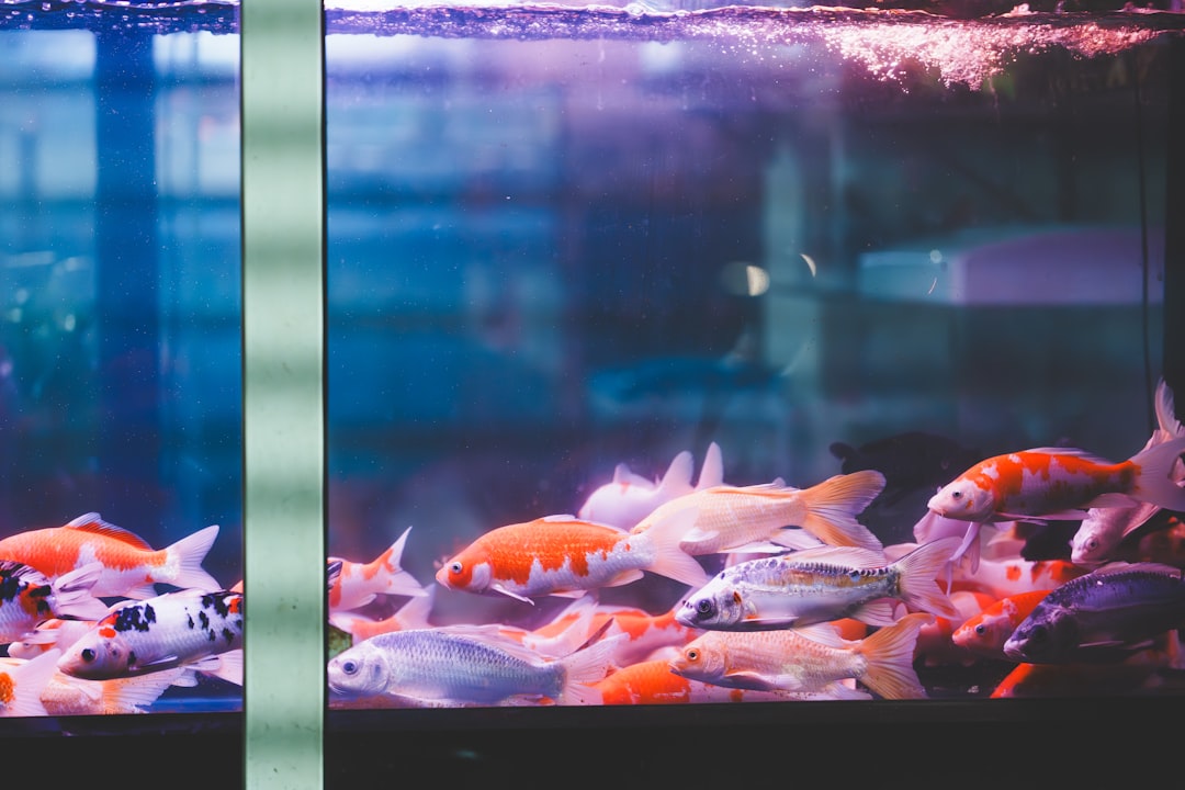How to Count Fish in Your Aquarium Accurately