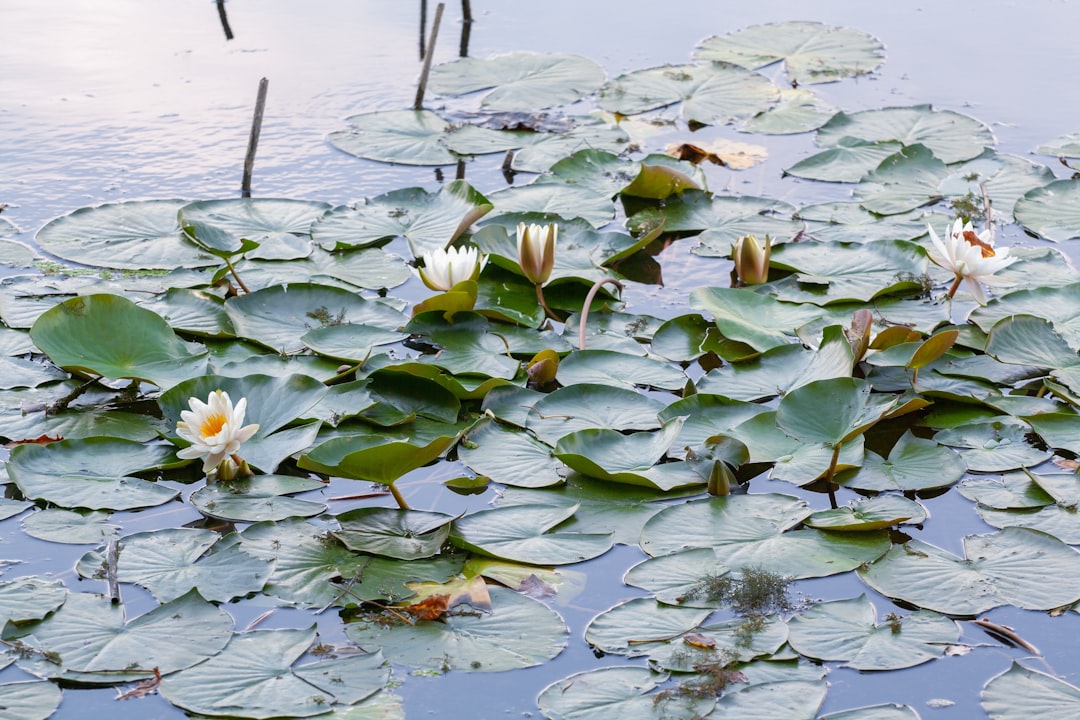 Best Floating Plant Corrals and Rings for Aquariums