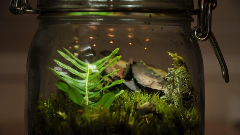 aquarium glass lid clips — featured image for best aquarium glass lid clips hinges