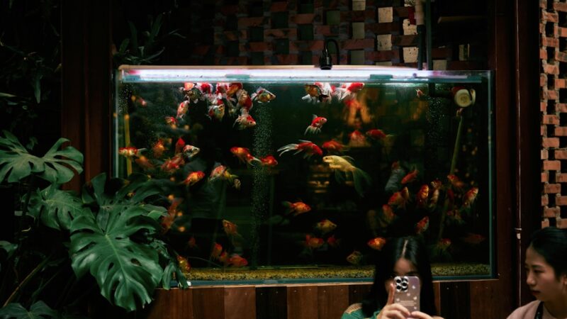 A large aquarium filled with many goldfish.