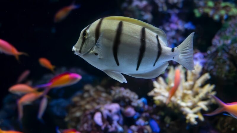 Best Aquarium Heaters: Do You Need One in Singapore?