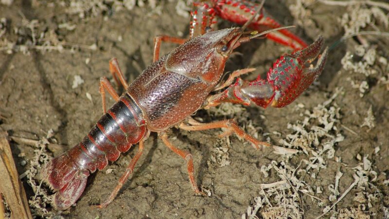 freshwater crayfish, shrimp killer, shrimp of louisiana, procambarus clarkii, claws, procambarus clarkii, procambarus clarkii